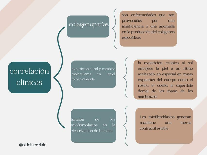 Tejido Conjuntivo No Especializado 