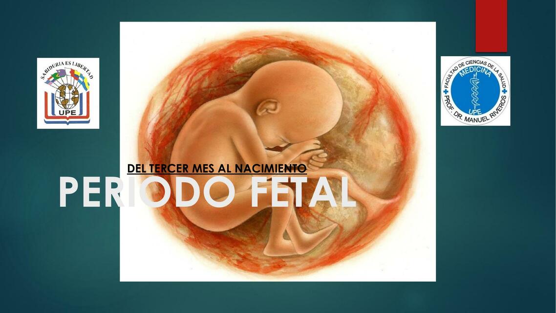 Periodo Fetal 