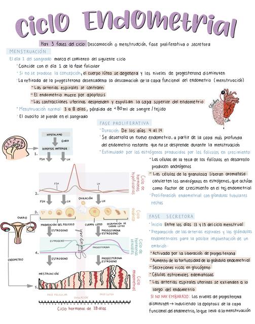 Ciclo Endometrial (completo)