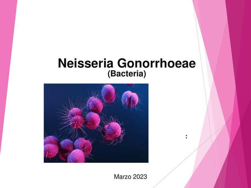 Neisseria Gonorrhoeae 2