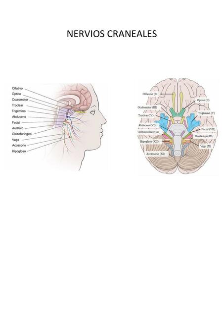 Nervios Craneales