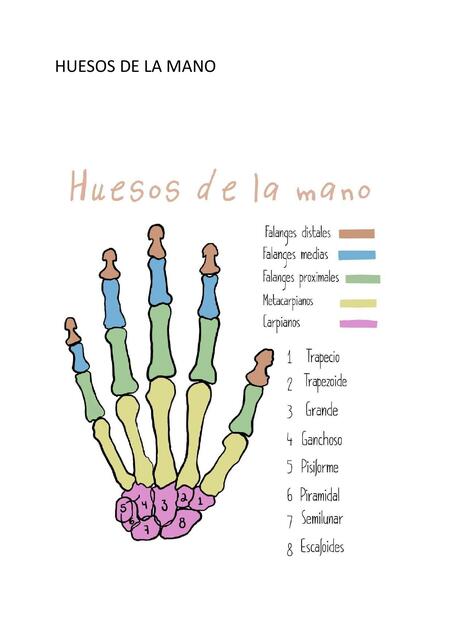 Huesos de la Mano 