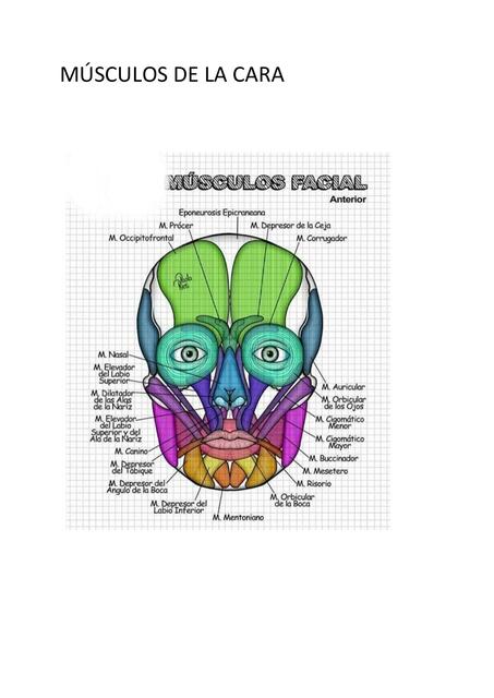 Músculos de la Cara 