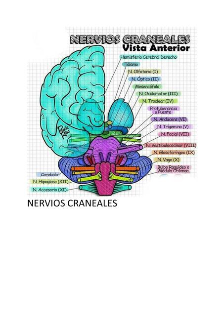 Nervios Craneales 