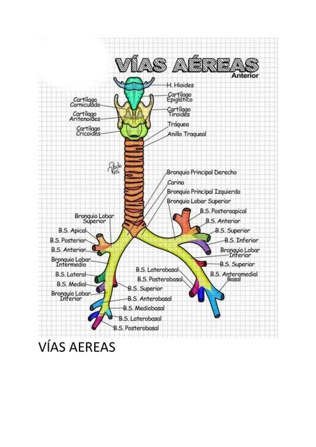 Vías Aéreas