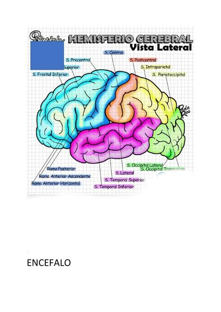 Hemisferio cerebral