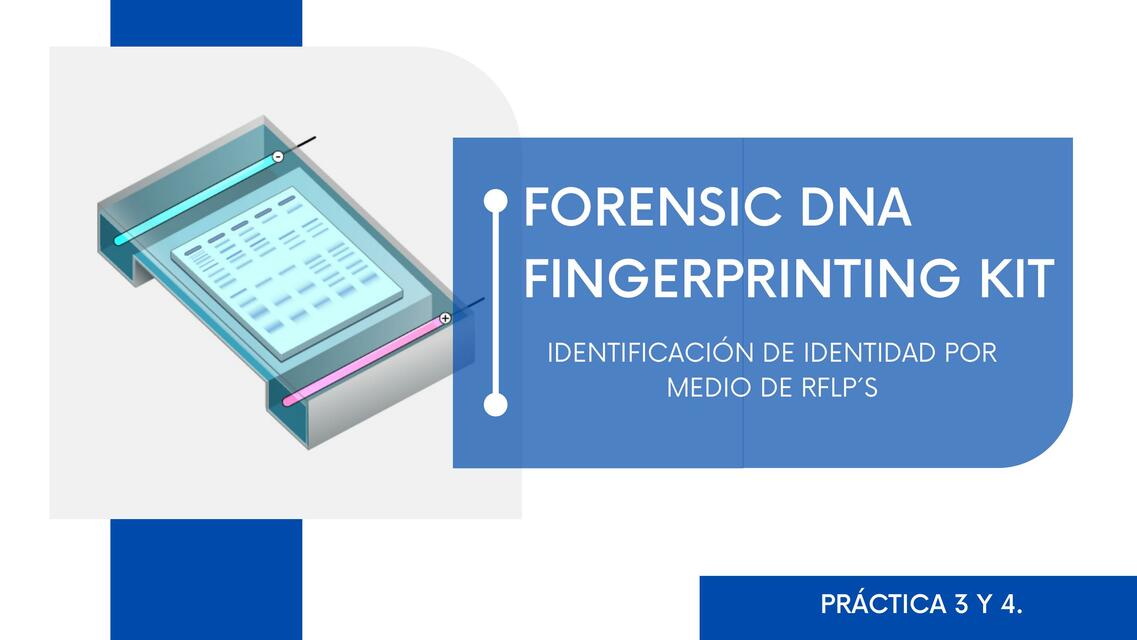 Identificación de Identidad por Medio de RFLP'S