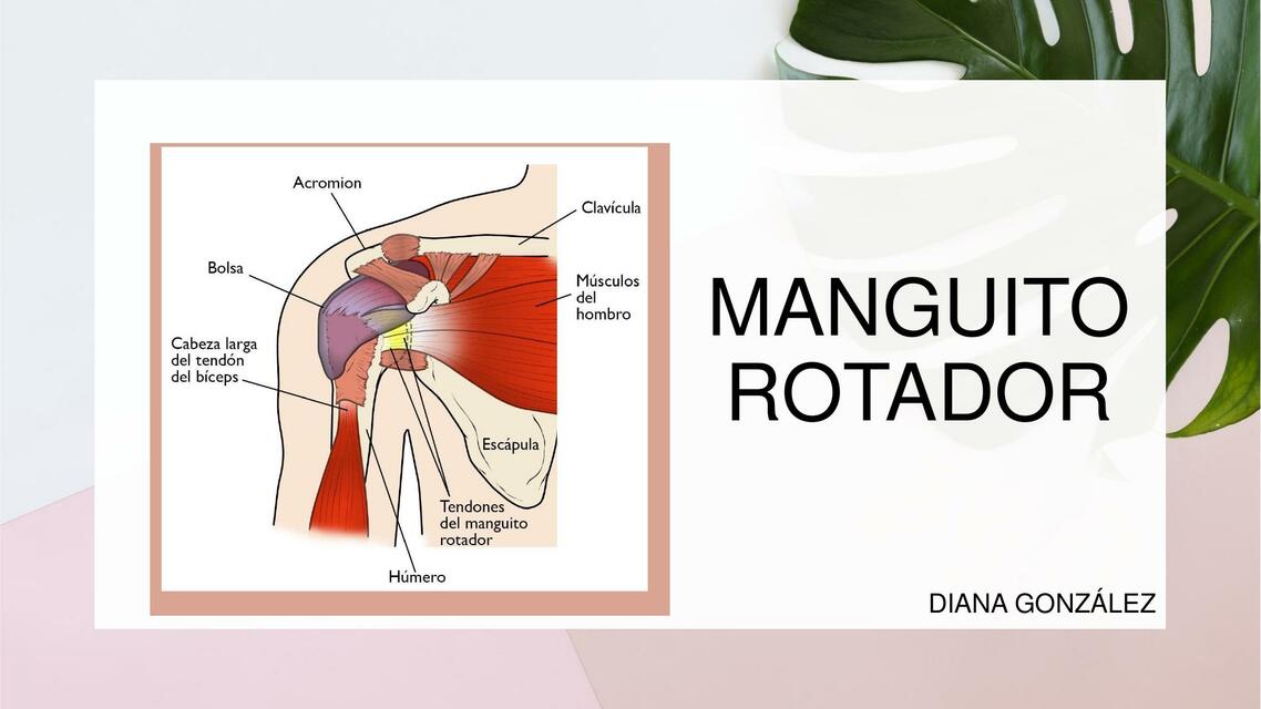 Manguito Rotador