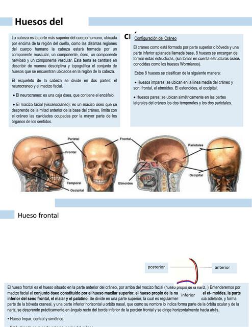 Huesos del Cráneo 