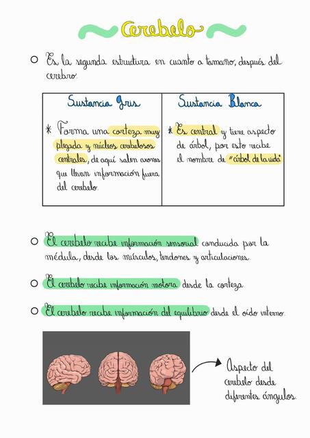 Cerebelo Apunte