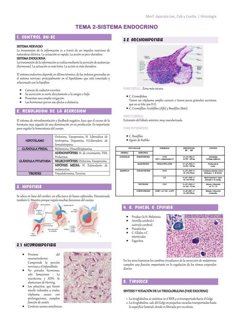 Sistema Endocrino 