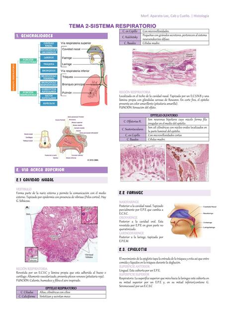 Sistema Respiratorio 