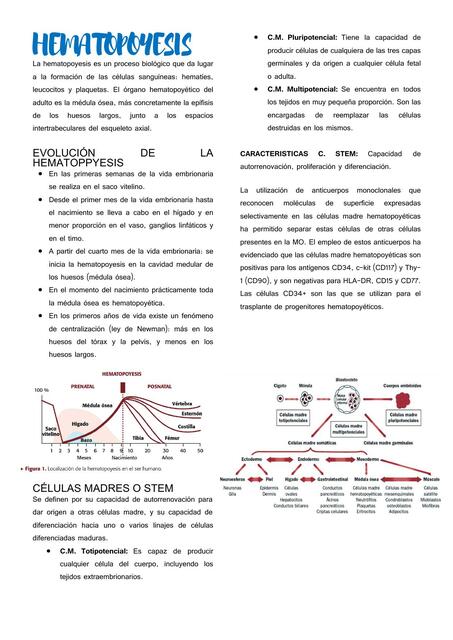 Hematopoyesis 