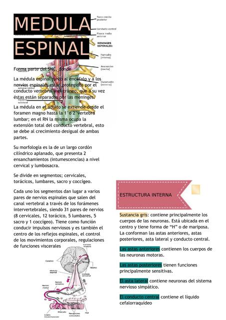 Médula Espinal 