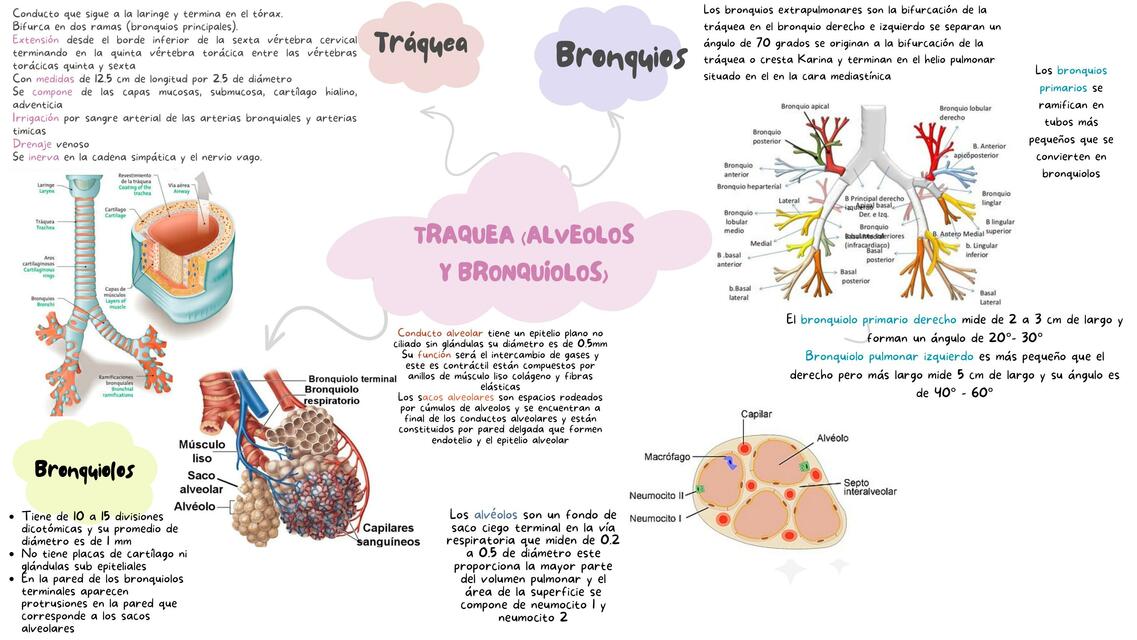 Tráquea (Bronquiolos y Alveolos)