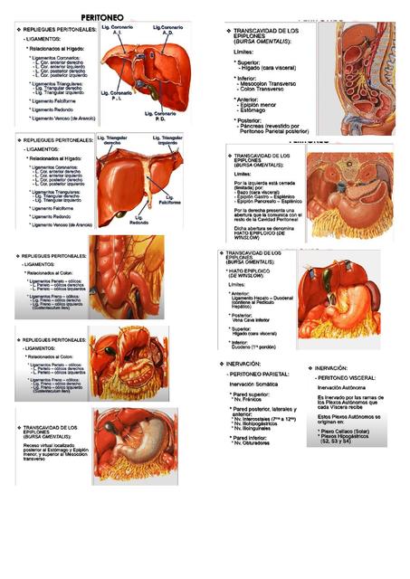 Peritoneo 