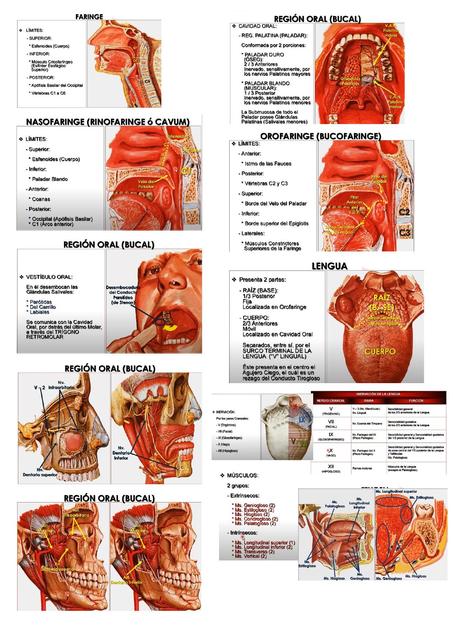 Anatomía 