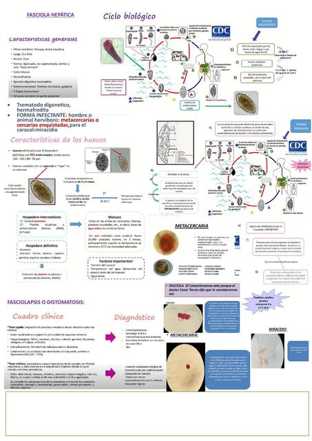 Ciclo Biológico 