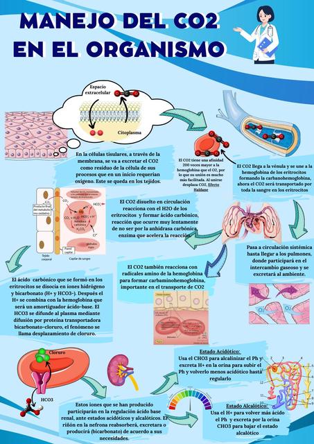 Manejo del CO2 en el organismo  