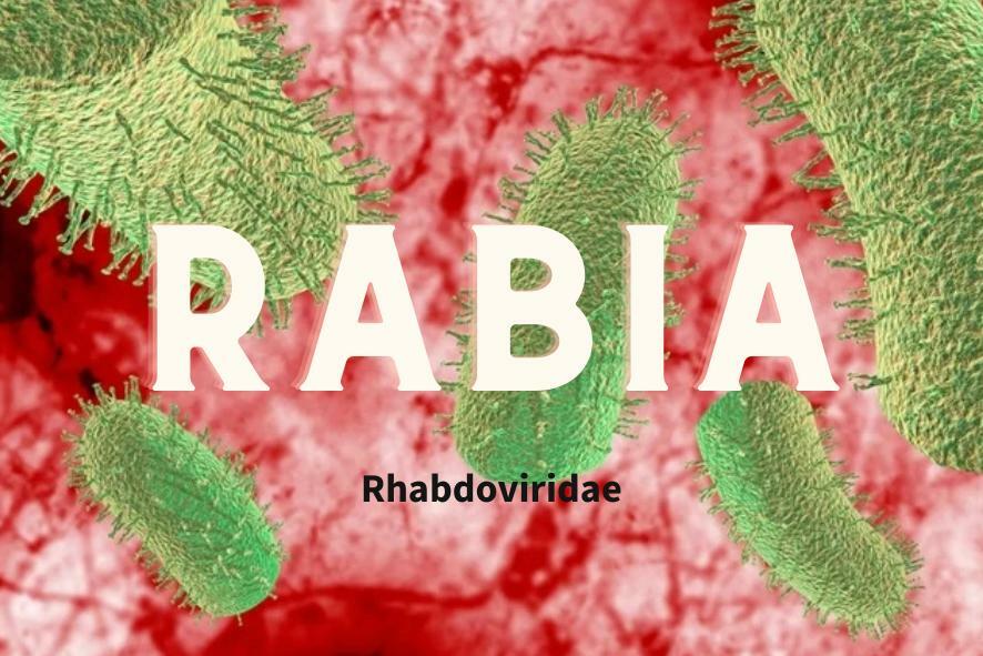 Rabial, Rhabdoviridae