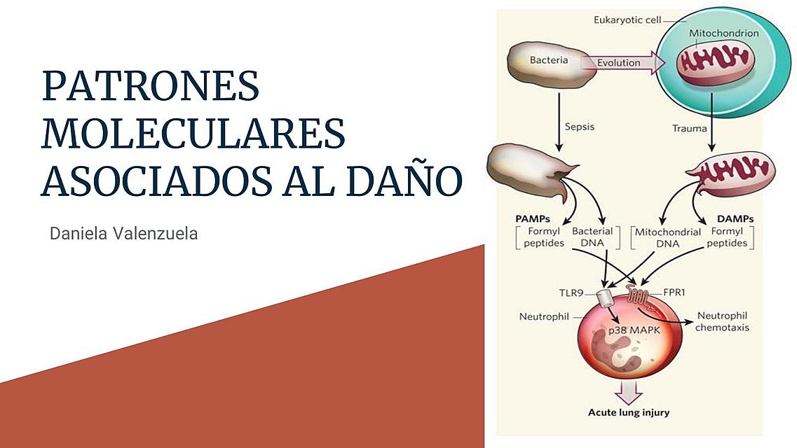 Patrones moleculares asociados al daño