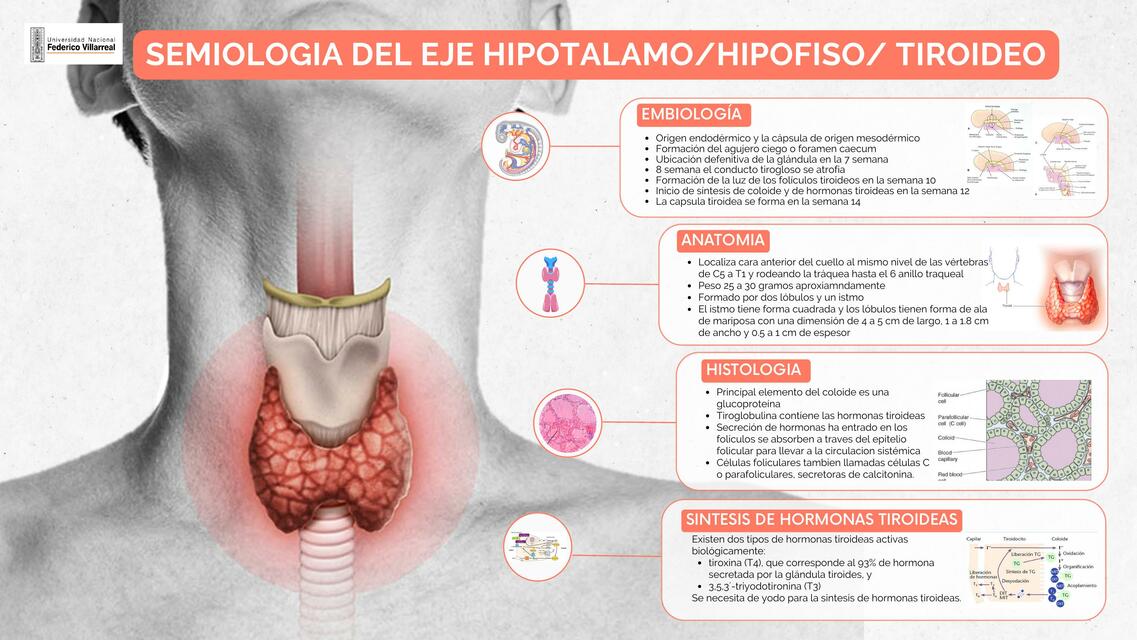 Semiología del eje hipotalamo / hipofiso / tiroideo Evelyn Avila