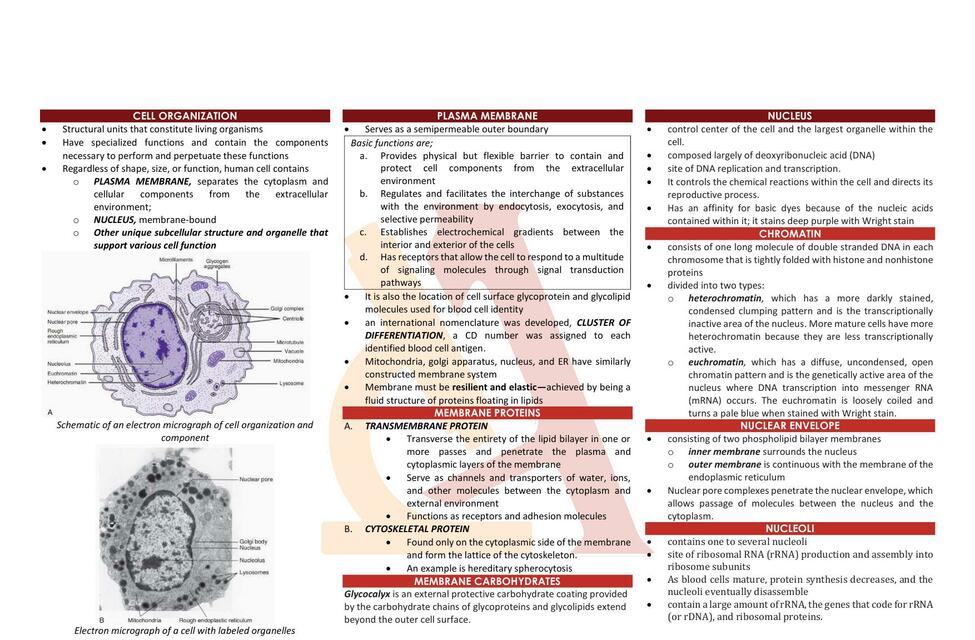 Resumen capítulo 3 Atlas de Hematología Clínica Rodak | Todo sobre