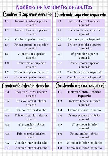 Nombres de los dientes de adulto