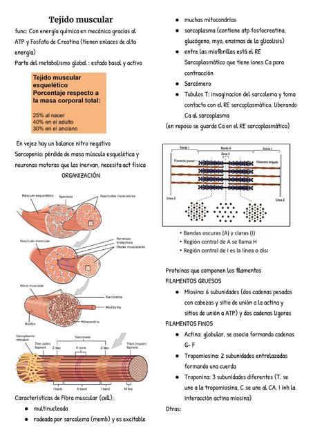 Tejido muscular  