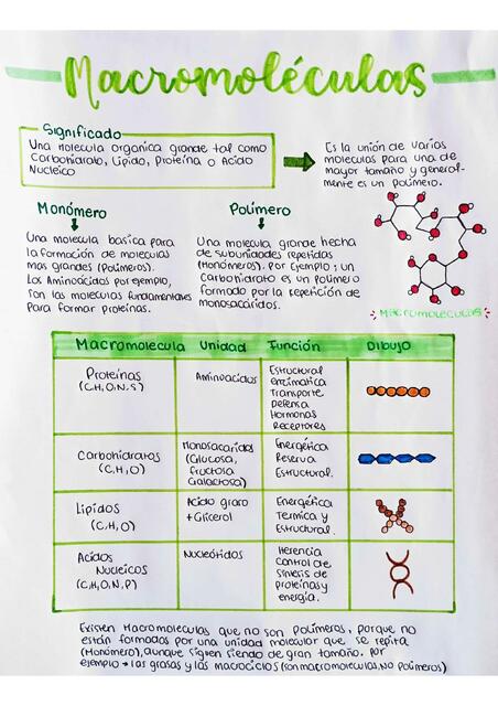 Macromoléculas- Carbohidratos