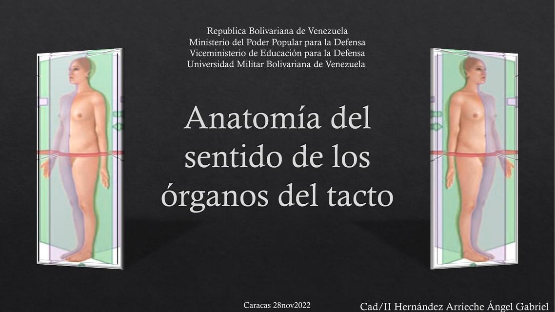 Anatomía de los Órganos del sentido del tacto 