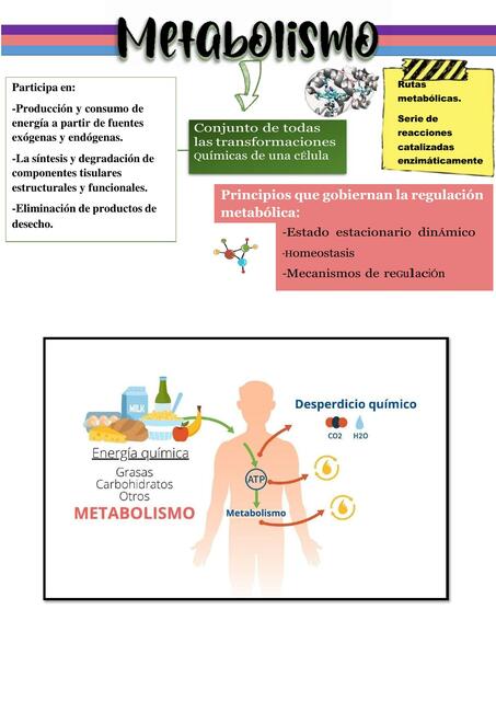 Metabolismo 