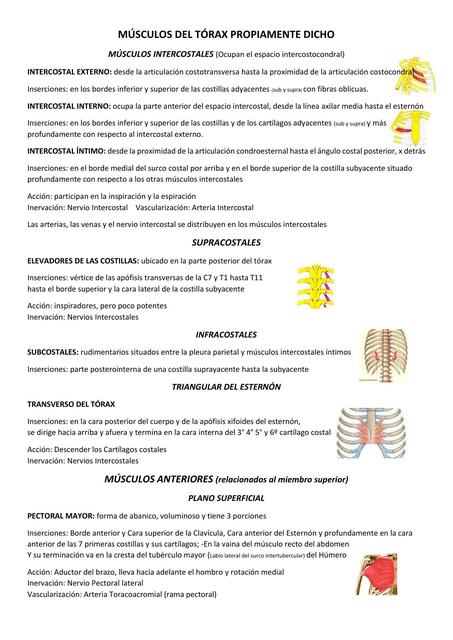 Músculos del Tórax propiamente dicho 