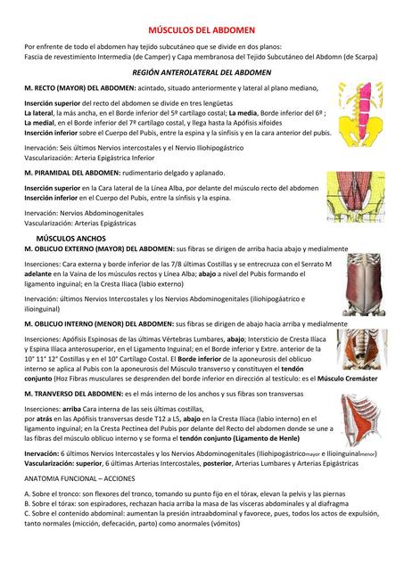 Músculos del Abdomen 