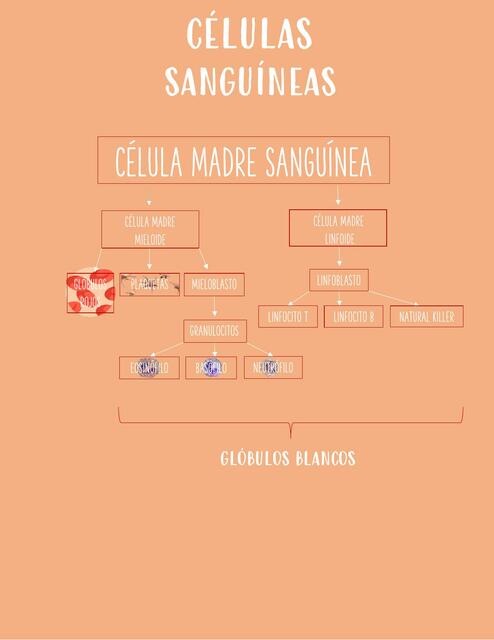 Células Sanguíneas