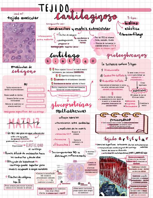 Tejido cartilaginoso Cielo Huerta Hernandez uDocz