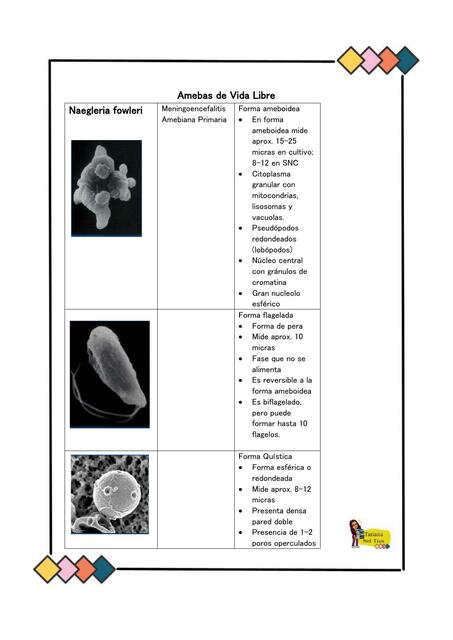 Amebas De Vida Libre Tatiana María Mejía Pablo Udocz