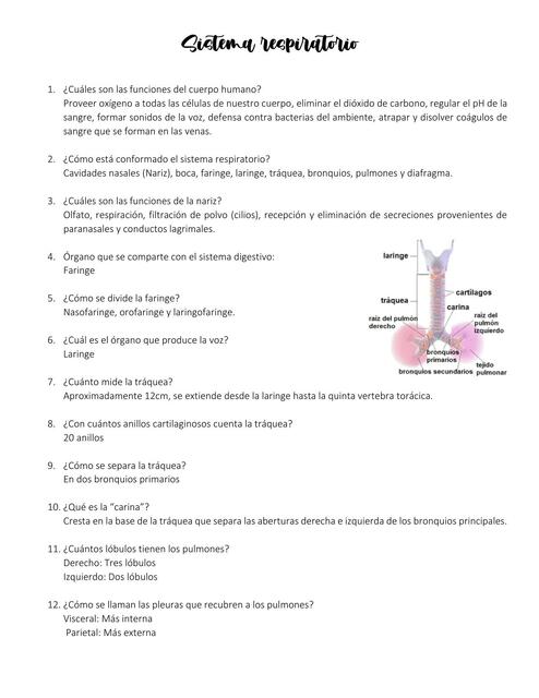 Sistema respiratorio