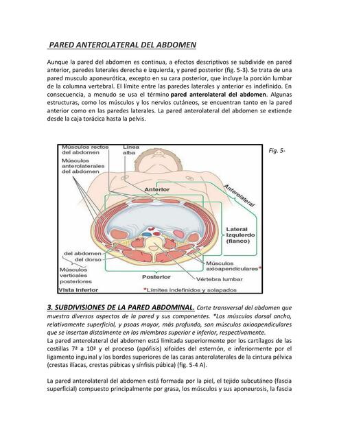 Pared Anterolateral del Abdomen 