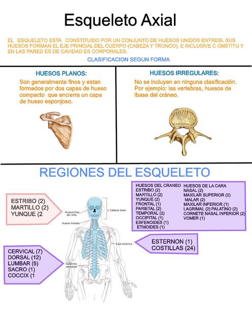 Esqueleto Axial