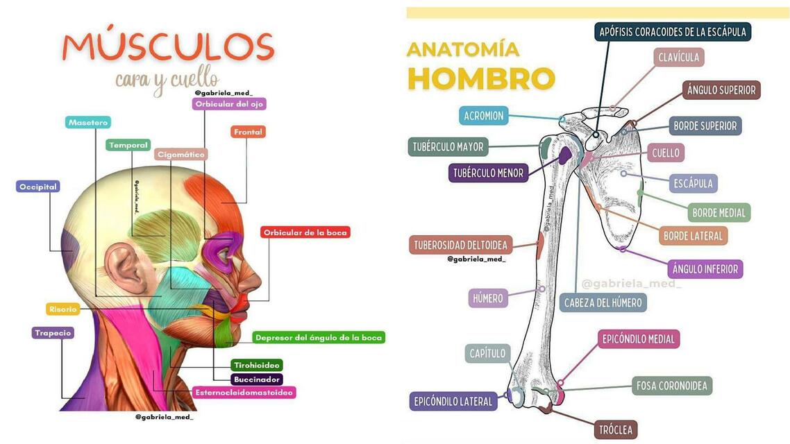 Dibujos de Anatomía | claire | uDocz