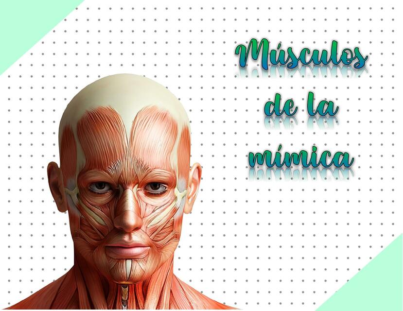 Músculos de la Expresión Facial