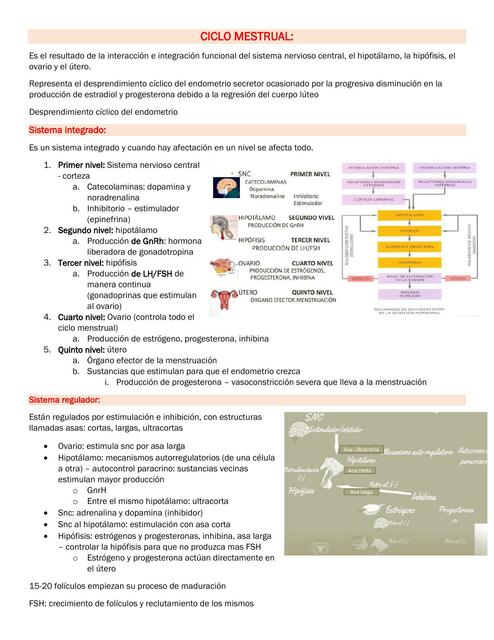 Ciclo Menstrual 