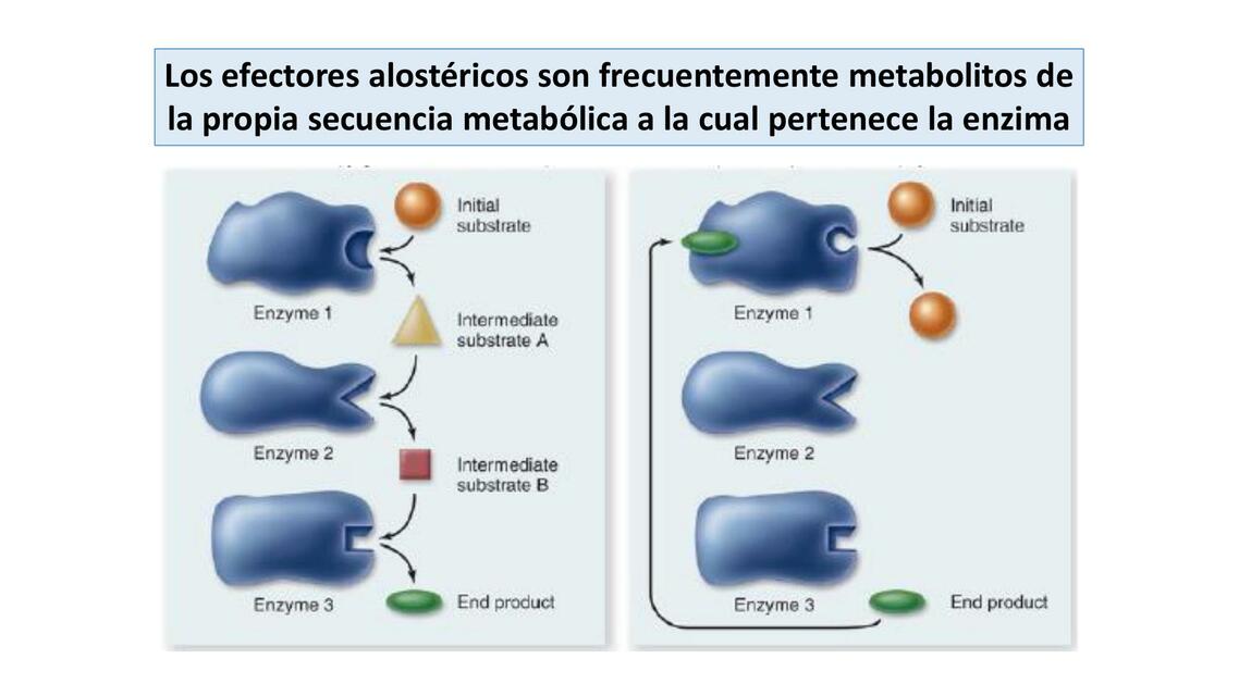 Efectores Alostéricos Aliovys Caltona La Rosa uDocz