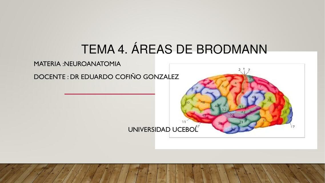 Áreas de Brodmann