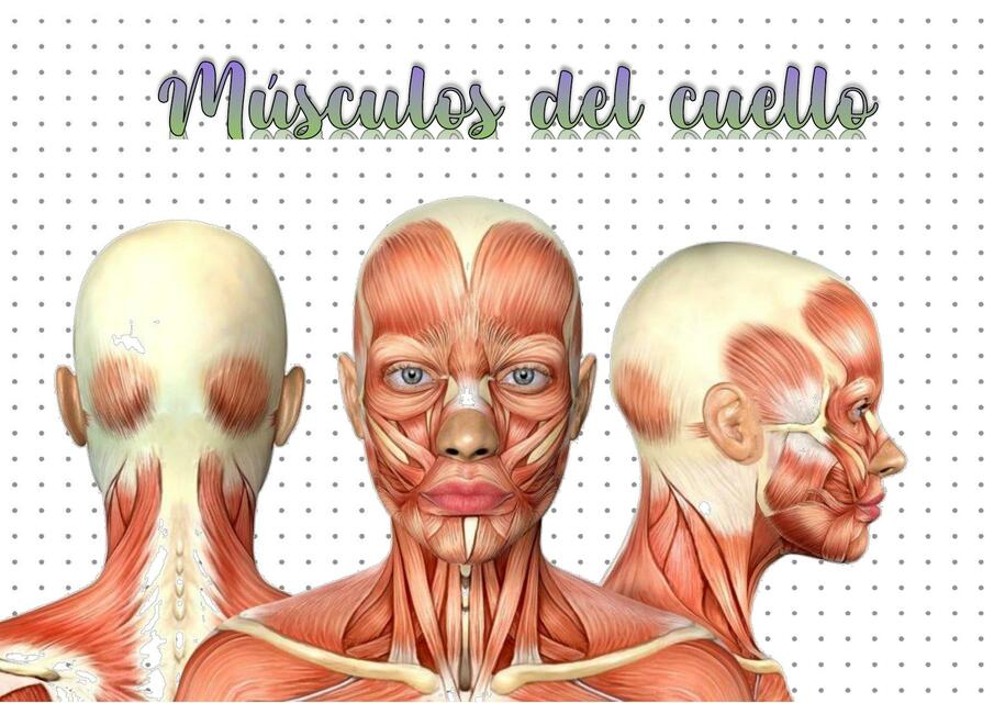 Músculos del Cuello