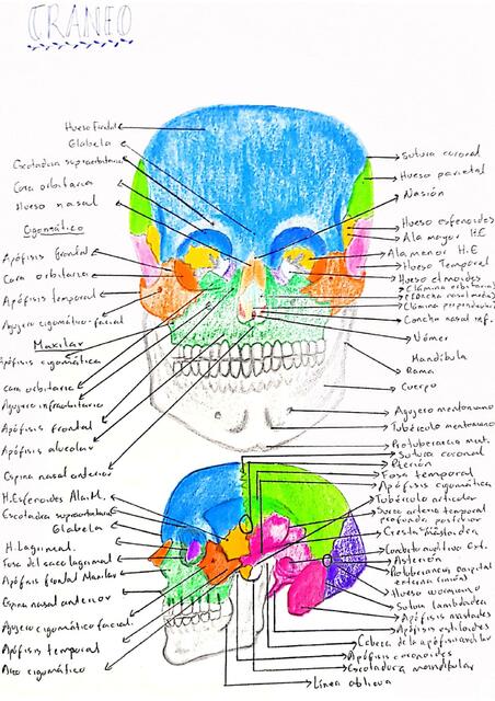 Anatomía del cráneo. Cabeza ósea 