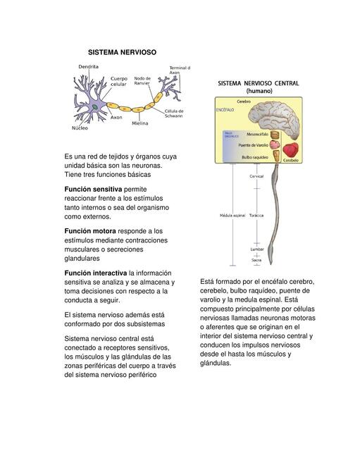 Sistema nervioso