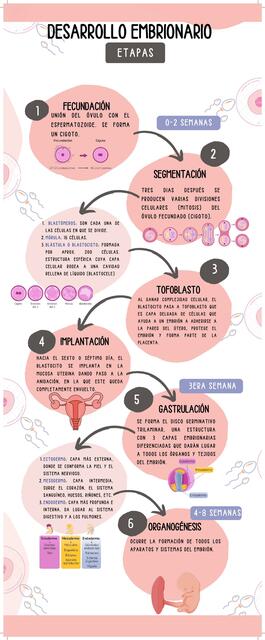 Desarrollo Embrionario (Etapa Germinal y Etapa Embrionaria)