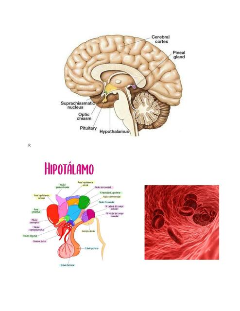 El Cerebro 